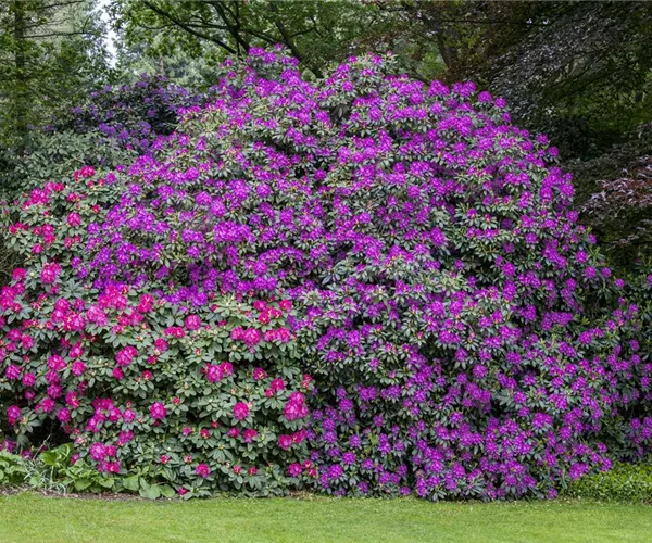 - Mächtig und prächtig! Der vielseitige Rhododendron im Garten  - Mächtig und prächtig! Der vielseitige Rhododendron im Garten