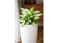 Aglaonema commutatum 'Silver Moon' - Kolbenfaden 'Silver Moon' Aglaonema commutatum 'Silver Moon' - Kolbenfaden 'Silver Moon'