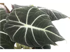 Alocasia 'Black Velvet' - Pfeilblatt 'Black Velvet' Alocasia 'Black Velvet' - Pfeilblatt 'Black Velvet'