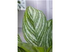 Aglaonema commutatum 'Stripes' - Kolbenfaden 'Stripes' Aglaonema commutatum 'Stripes' - Kolbenfaden 'Stripes'