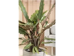 Alocasia lauterbachiana - Pfeilblatt Alocasia lauterbachiana - Pfeilblatt