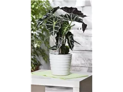 Alocasia sanderiana 'Bambino' - Pfeilblatt 'Bambino' Alocasia sanderiana 'Bambino' - Pfeilblatt 'Bambino'