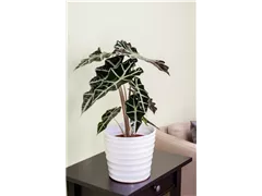 Alocasia x amazonica 'Polly' - Pfeilblatt 'Polly' Alocasia x amazonica 'Polly' - Pfeilblatt 'Polly'