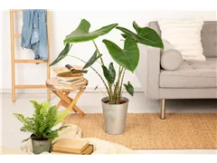 Alocasia zebrina - Pfeilblatt Alocasia zebrina - Pfeilblatt