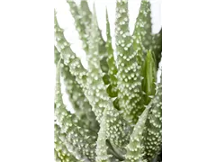 Aloe humilis - Aloe Aloe humilis - Aloe