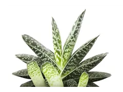 Aloe variegata - Tigeraloe Aloe variegata - Tigeraloe