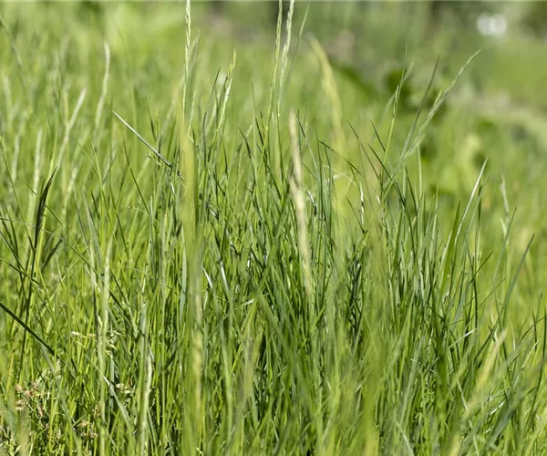 - Ob Natur- oder Steingarten: Gräser werten jeden Garten auf  - Ob Natur- oder Steingarten: Gräser werten jeden Garten auf