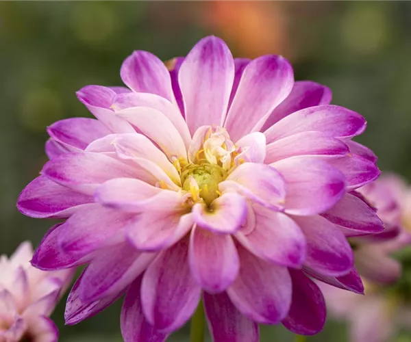 - Nicht winterharte Zwiebel- und Knollenblumen überwintern  - Nicht winterharte Zwiebel- und Knollenblumen überwintern
