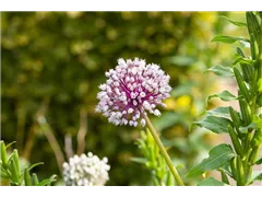 Allium porrum 'D´Elbeuf' - Lauch 'D´Elbeuf' Allium porrum 'D´Elbeuf' - Lauch 'D´Elbeuf'