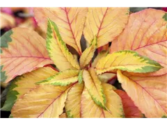 Amaranthus tricolor 'Carnival' - Amarant Amaranthus tricolor 'Carnival' - Amarant