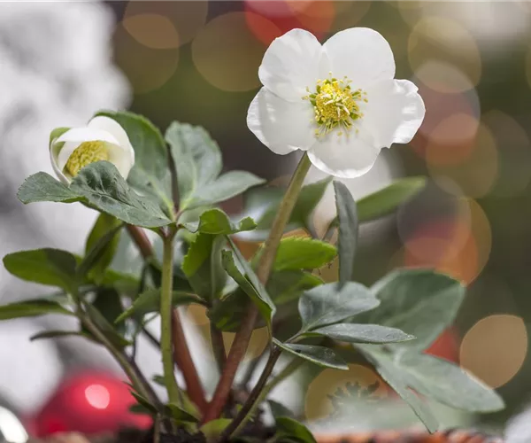 - Christrosen im Garten – Blütenpracht zu Weihnachten erleben  - Christrosen im Garten – Blütenpracht zu Weihnachten erleben