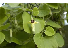 Aristolochia tomentosa - Pfeifenblume Aristolochia tomentosa - Pfeifenblume