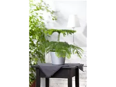 Araucaria heterophylla - Zimmertanne Araucaria heterophylla - Zimmertanne