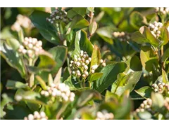 Aronia melanocarpa 'Aron' - Apfelbeere 'Aron' Aronia melanocarpa 'Aron' - Apfelbeere 'Aron'