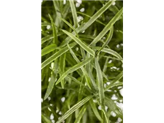 Asparagus falcatus - Zier-Spargel Asparagus falcatus - Zier-Spargel