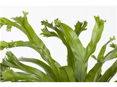 Asplenium nidus 'Amy' - Nestfarn 'Amy' Asplenium nidus 'Amy' - Nestfarn 'Amy'