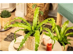 Asplenium nidus 'Crispy Wave' - Nestfarn 'Crispy Wave' Asplenium nidus 'Crispy Wave' - Nestfarn 'Crispy Wave'
