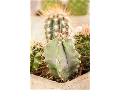 Astrophytum - Astrophytum Astrophytum - Astrophytum