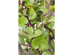 Basella alba - Malabarspinat Basella alba - Malabarspinat