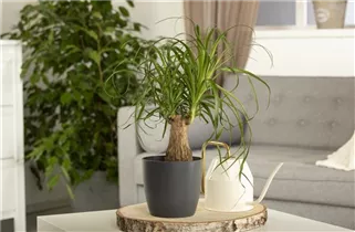 Beaucarnea recurvata 'Maya' - Elefantenfuß 'Maya' Beaucarnea recurvata 'Maya' - Elefantenfuß 'Maya'