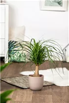 Beaucarnea recurvata 'Maya' - Elefantenfuß 'Maya' Beaucarnea recurvata 'Maya' - Elefantenfuß 'Maya'