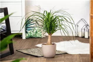 Beaucarnea recurvata 'Maya' - Elefantenfuß 'Maya' Beaucarnea recurvata 'Maya' - Elefantenfuß 'Maya'