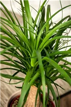 Beaucarnea recurvata 'Maya' - Elefantenfuß 'Maya' Beaucarnea recurvata 'Maya' - Elefantenfuß 'Maya'