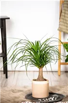 Beaucarnea recurvata 'Maya' - Elefantenfuß 'Maya' Beaucarnea recurvata 'Maya' - Elefantenfuß 'Maya'