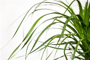 Beaucarnea recurvata 'Maya' - Elefantenfuß 'Maya' Beaucarnea recurvata 'Maya' - Elefantenfuß 'Maya'