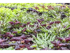 Beta vulgaris ssp. vulgaris 'Rote Kugel' - Rote Beete 'Rote Kugel' Beta vulgaris ssp. vulgaris 'Rote Kugel' - Rote Beete 'Rote Kugel'