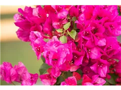 Bougainvillea spectabilis - Drillingsblume Bougainvillea spectabilis - Drillingsblume