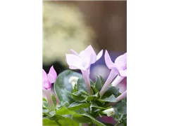 Bouvardia - Bouvardie Bouvardia - Bouvardie