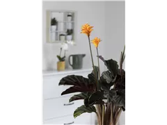Calathea crocata - Korbmarante Calathea crocata - Korbmarante