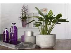 Calathea leopardina - Korbmarante Calathea leopardina - Korbmarante