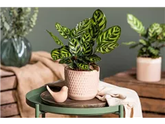 Calathea makoyana - Korbmarante Calathea makoyana - Korbmarante