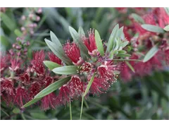 Callistemon citrinus - Zylinderputzer Callistemon citrinus - Zylinderputzer