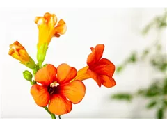 Campsis x tagliabuana 'Madame Galen' - Große Kletter-Trompetenblume 'Mme Galen' Campsis x tagliabuana 'Madame Galen' - Große Kletter-Trompetenblume 'Mme Galen'