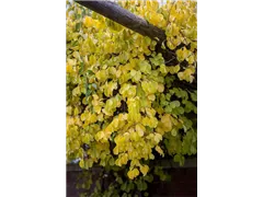 Celastrus orbiculatus - Rotblättriger Baumwürger Celastrus orbiculatus - Rotblättriger Baumwürger