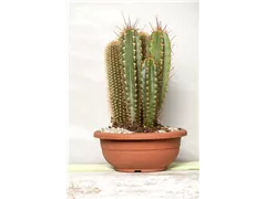 Cereus - Cereus Cereus - Cereus