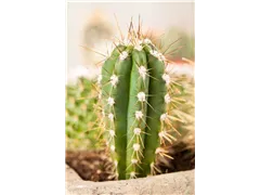 Cereus repandus - Felsenkaktus Cereus repandus - Felsenkaktus