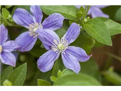 Clematis diversifolia 'Arabella' - Waldrebe 'Arabella' Clematis diversifolia 'Arabella' - Waldrebe 'Arabella'
