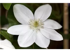 Clematis diversifolia 'White Arabella'(s) - Waldrebe 'White Arabella'(s) Clematis diversifolia 'White Arabella'(s) - Waldrebe 'White Arabella'(s)
