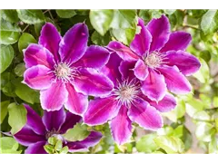 Clematis 'Dr. Ruppel' - Waldrebe 'Dr. Ruppel' Clematis 'Dr. Ruppel' - Waldrebe 'Dr. Ruppel'