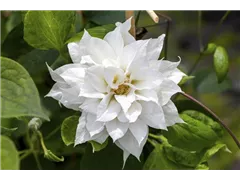 Clematis 'Duchess of Edinburgh' - Waldrebe 'Duchess of Edinburgh' Clematis 'Duchess of Edinburgh' - Waldrebe 'Duchess of Edinburgh'
