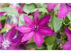 Clematis 'Ernest Markham' - Waldrebe 'Ernest Markham' Clematis 'Ernest Markham' - Waldrebe 'Ernest Markham'