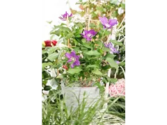 Clematis 'Evison Poulsen' - Waldrebe 'Evison Poulsen' Clematis 'Evison Poulsen' - Waldrebe 'Evison Poulsen'