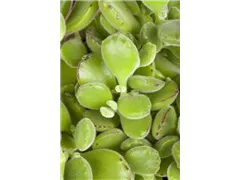 Cotyledon ladismithensis - Cotyledon Cotyledon ladismithensis - Cotyledon