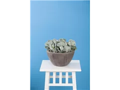 Cotyledon orbiculata - Cotyledon Cotyledon orbiculata - Cotyledon