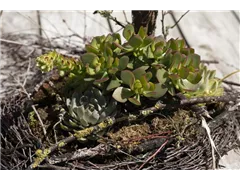 Crassula arborescens - Dickblatt Crassula arborescens - Dickblatt