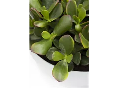 Crassula ovata 'Sunset' - Geldbaum 'Sunset' Crassula ovata 'Sunset' - Geldbaum 'Sunset'